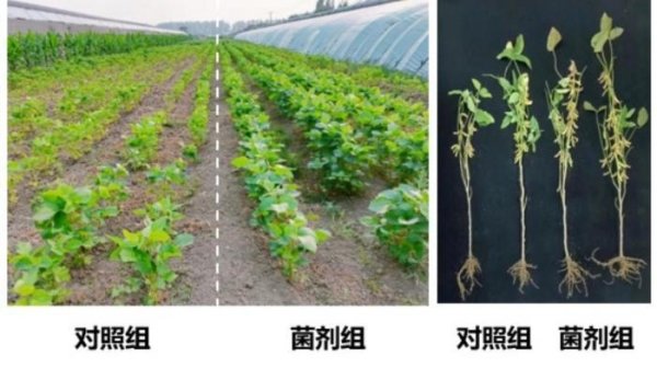 南开大学微生物菌剂攻克大豆盐碱地栽植繁重