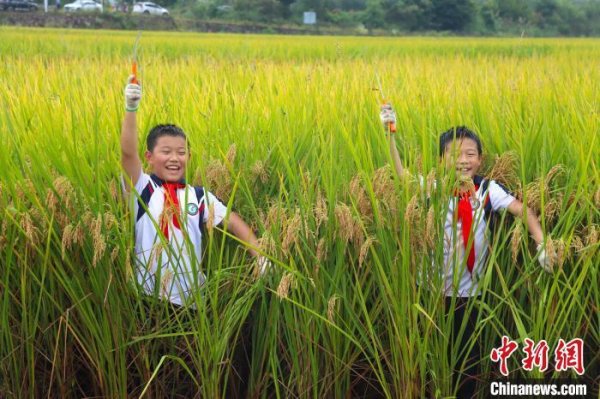 浙江缙云：小学生稻田劳顿感受丰充高亢